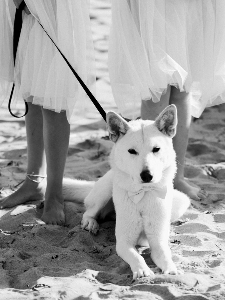 Wedding Dogs, Dog Wedding Pictures, Intimate Fall Beach Wedding, Micro Wedding, Popham Beach Wedding, Fine Art Photographer, Fine Art Wedding Photography, Fine Art Wedding, Ball Photo Co, Maine Wedding Photographer, Portland Maine Wedding Photographer, Destination Wedding, Elopement, Intimate Small Wedding Inspiration, New England Wedding Photographer